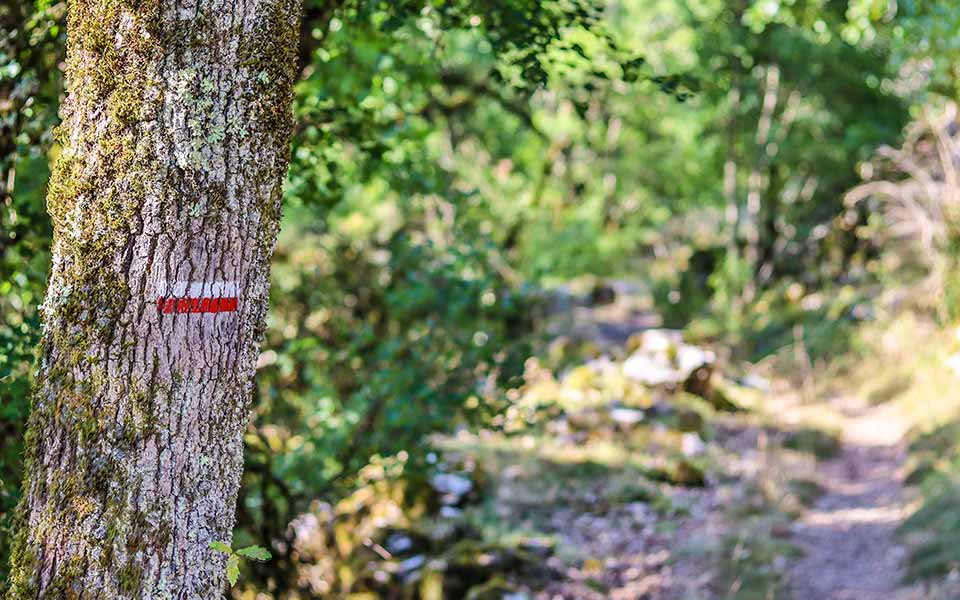 marque de GR sur un arbre