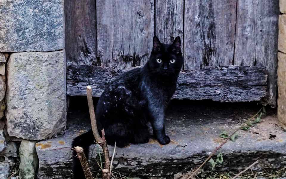 Photo présentant un chat errant