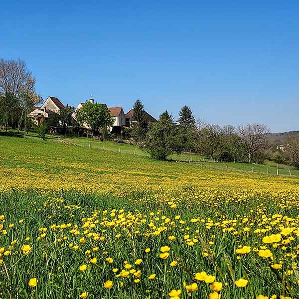 Image présentant un champ avec des maisons