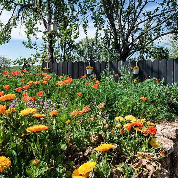 Image présentant un jardin fleuri